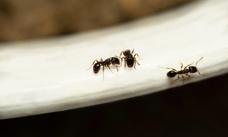 Rimedi naturali per allontanare le formiche da casa a Bari 1 rimedi naturali per allontanare formiche casa bari